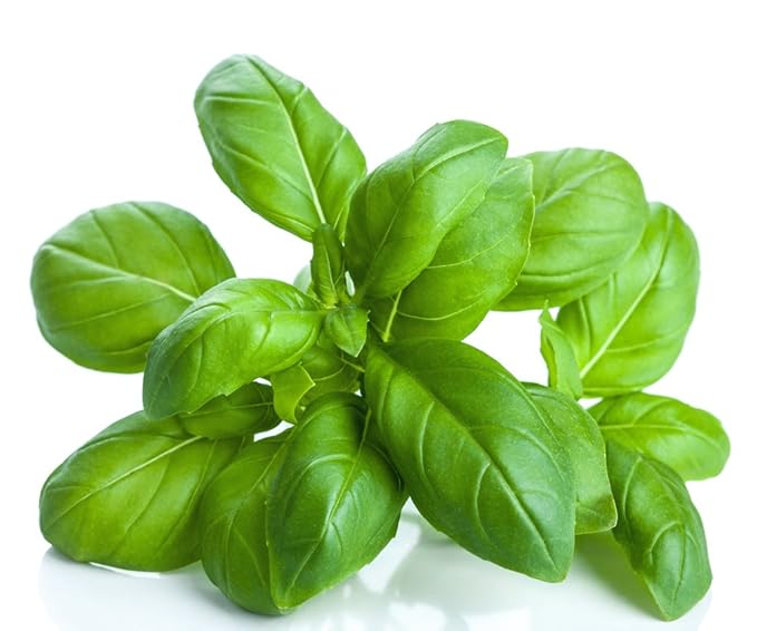 US Organic 100% Pure Basil Essential Oil - USDA Certified Organic, Steam Distilled, 15 ml
