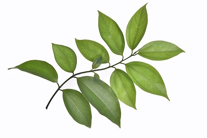 US Organic 100% Pure Cinnamon Leaf Essential Oil - USDA Certified Organic, Steam Distilled - W/Euro Dropper (More Size Variations Available) (30 ml / 1 fl oz)